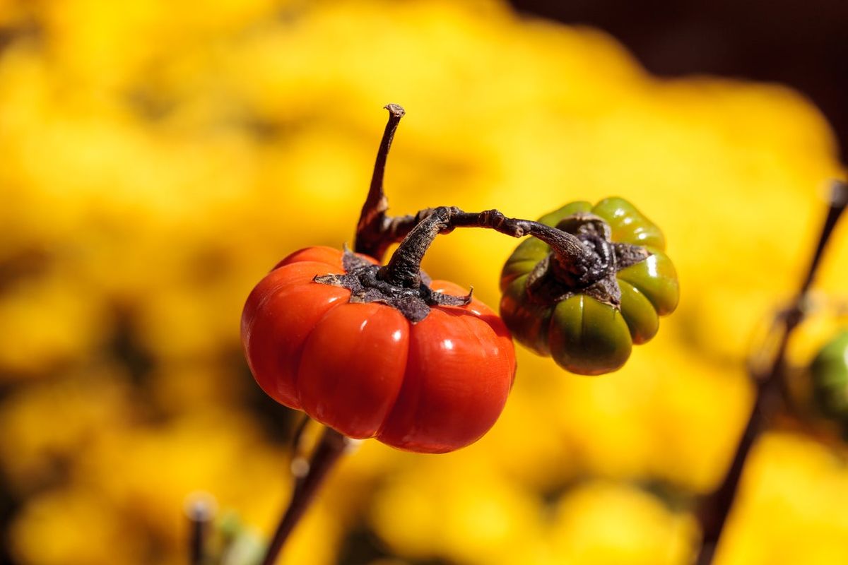 Pumpkin on a Stick (Chinese Scarlet Eggplant) - 10 Seeds