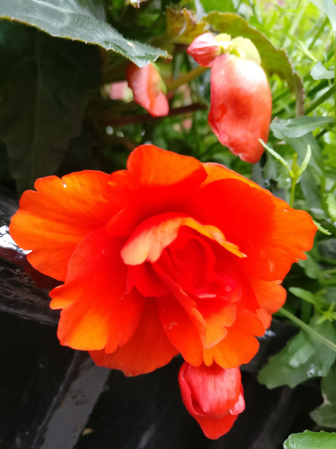 With the camera in HDR mode, this close up of a flower lacks detail