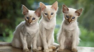 Balinese cats