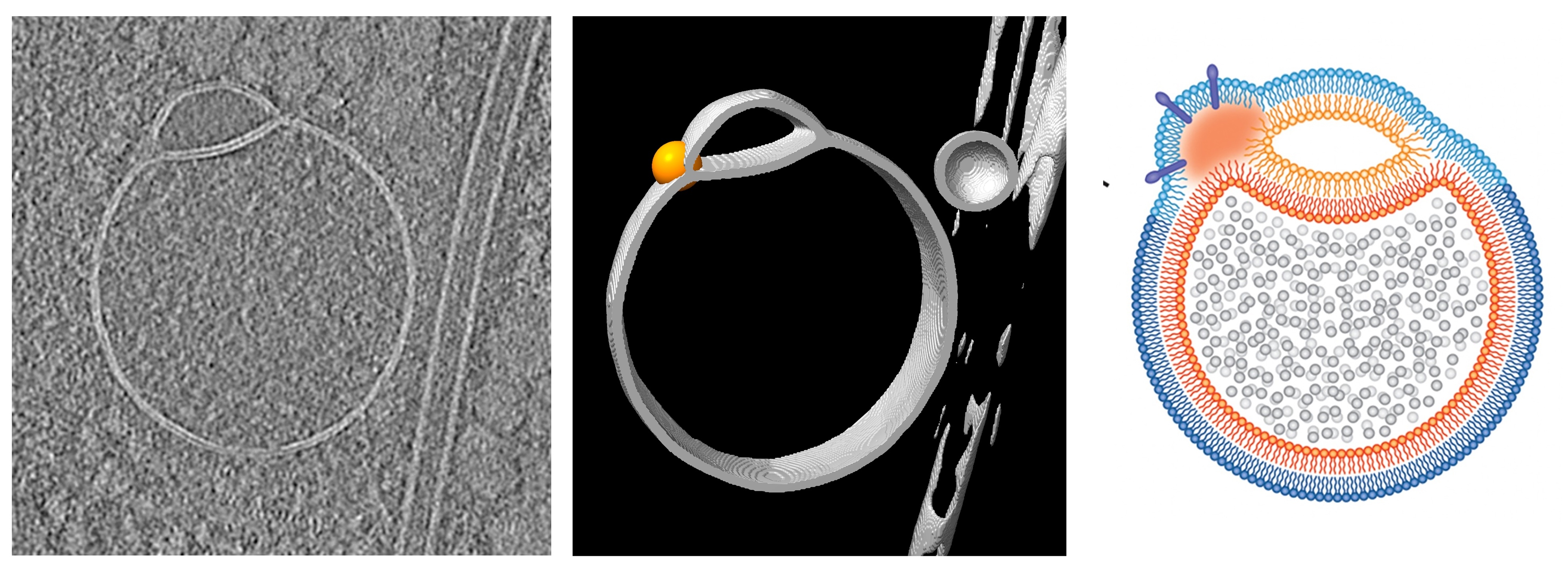 a 3 paneled diagram. On the left, a black and white microscope image showing a circular outline with a small protrusion. In the middle, a black and white rendering of the same shape. On the right, an illustration of the hemifusome.