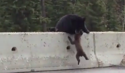 Hero mama bear rescues baby cub from Canadian highway