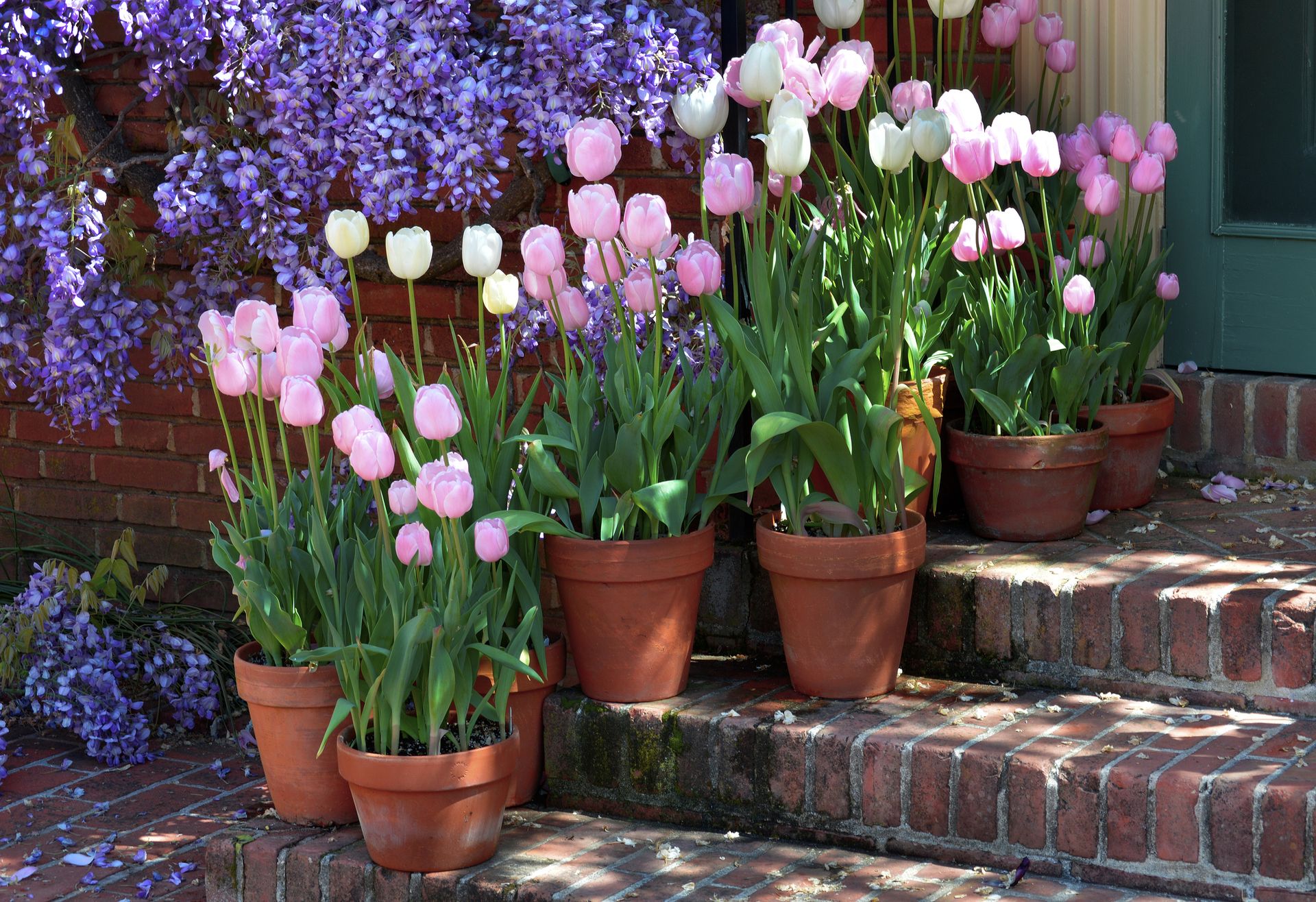 tulips in pots