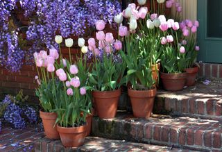 tulips in pots