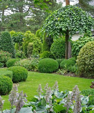 topiary and lawn in garden