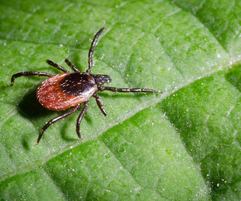 Ticks Digging In Why are there ticks in my yard? And how to prevent them | Homes and Gardens