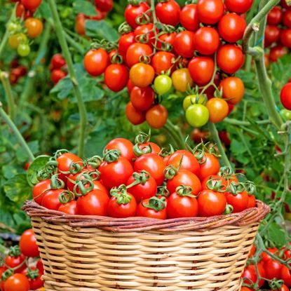 Bumper tomato crop in basket