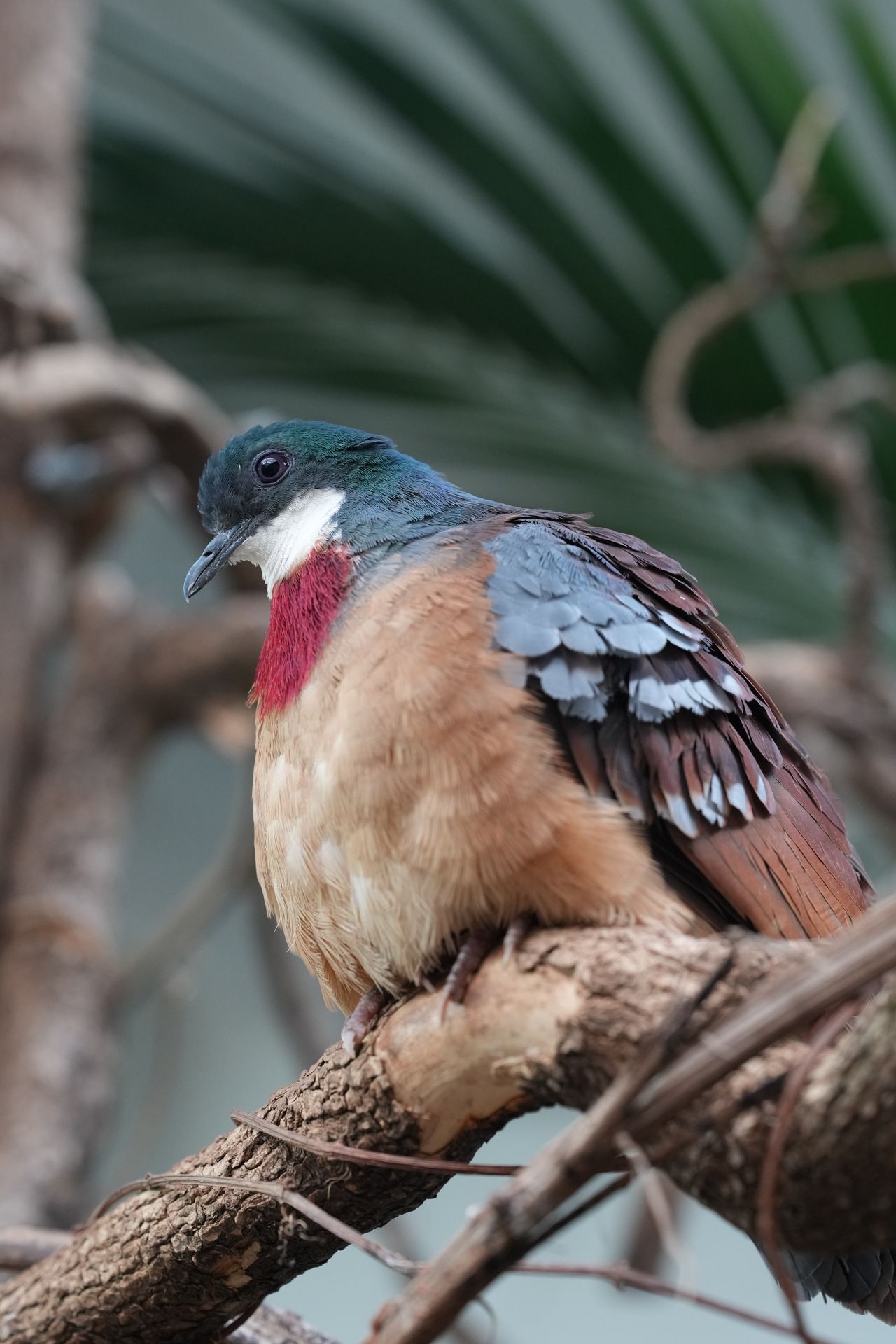 A bleeding heart dove sitting on a branch