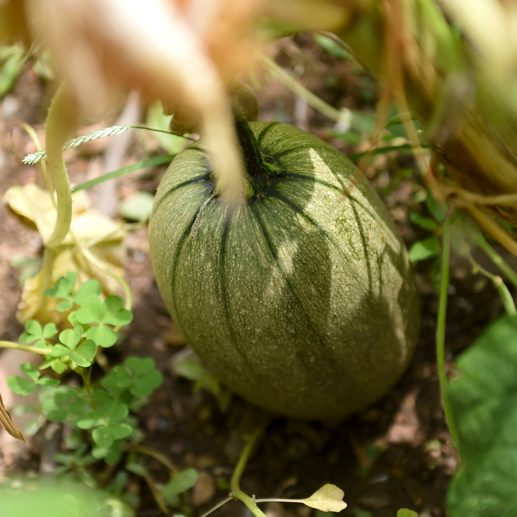A squash at the base of a three sisters planting scheme.