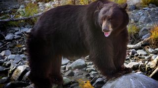 Brown-furred black bear