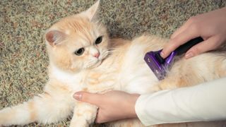 Creamy cat being groomed