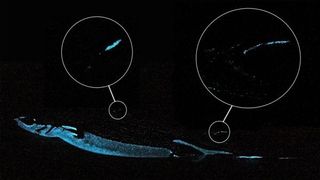 The glowing parts of the velvet belly lanternshark, as seen from the side.