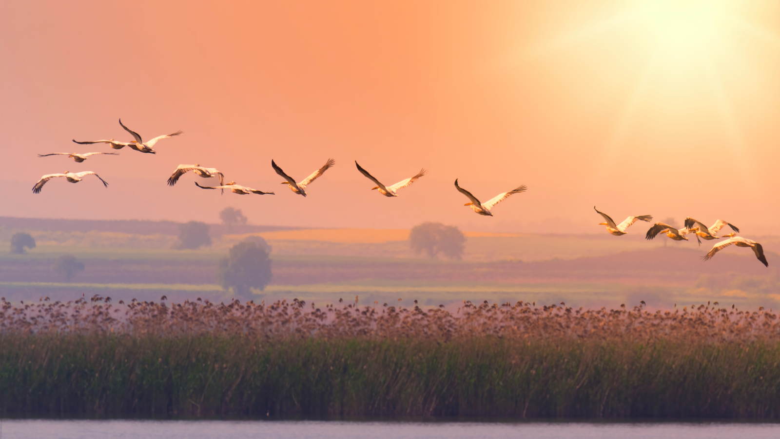 Pelicans flying with sun behind them