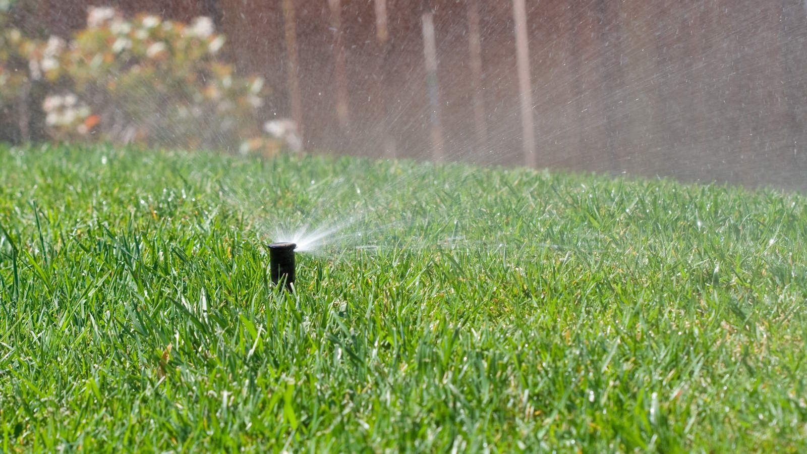 When to start watering a lawn in spring to get healthy grass