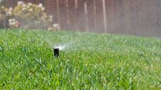 Watering a lawn with a pop-up sprinkler head
