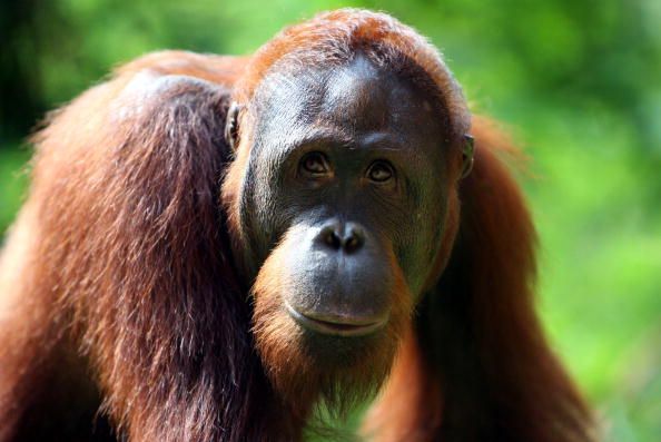 An orangutan