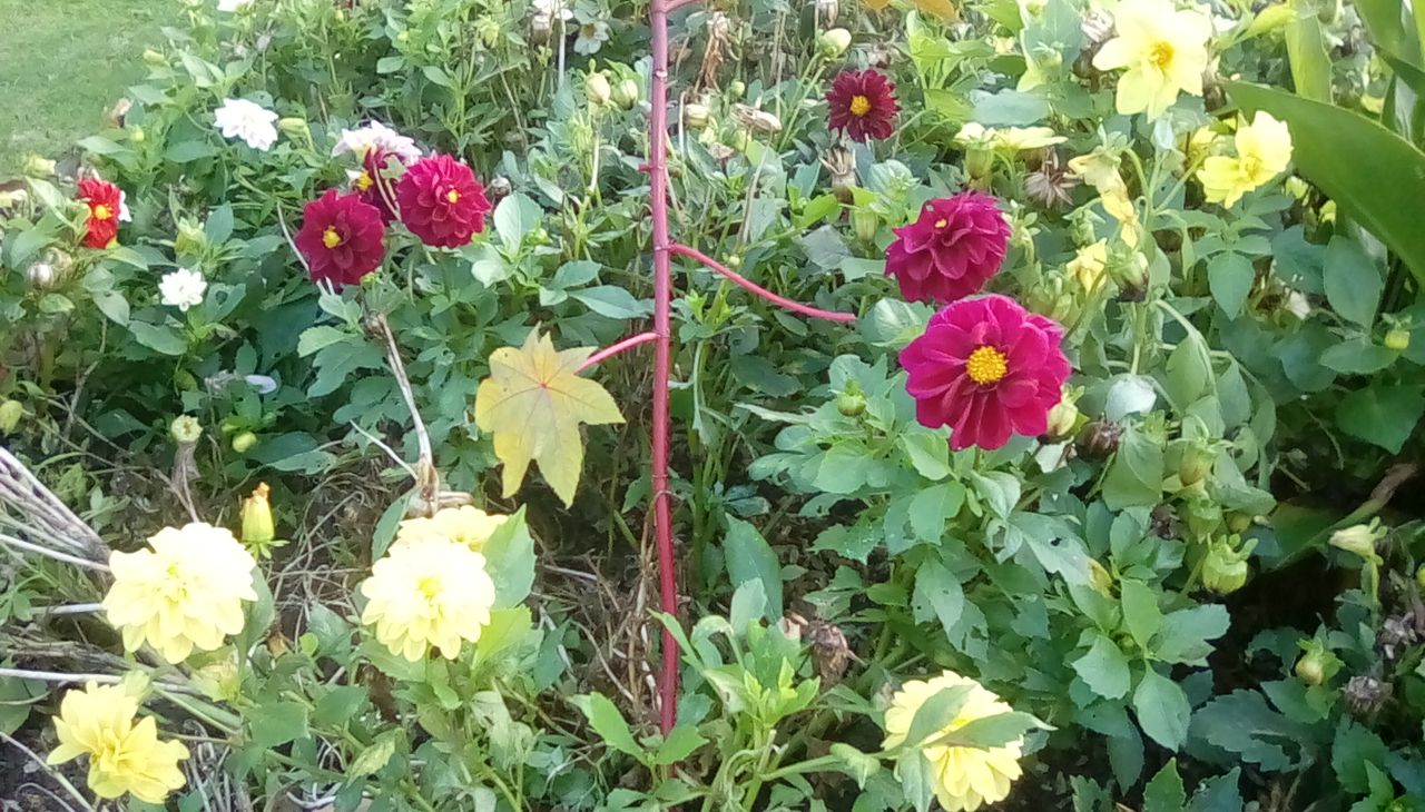 Very low detail and overexposed flowers show how limited the sensor quality is.