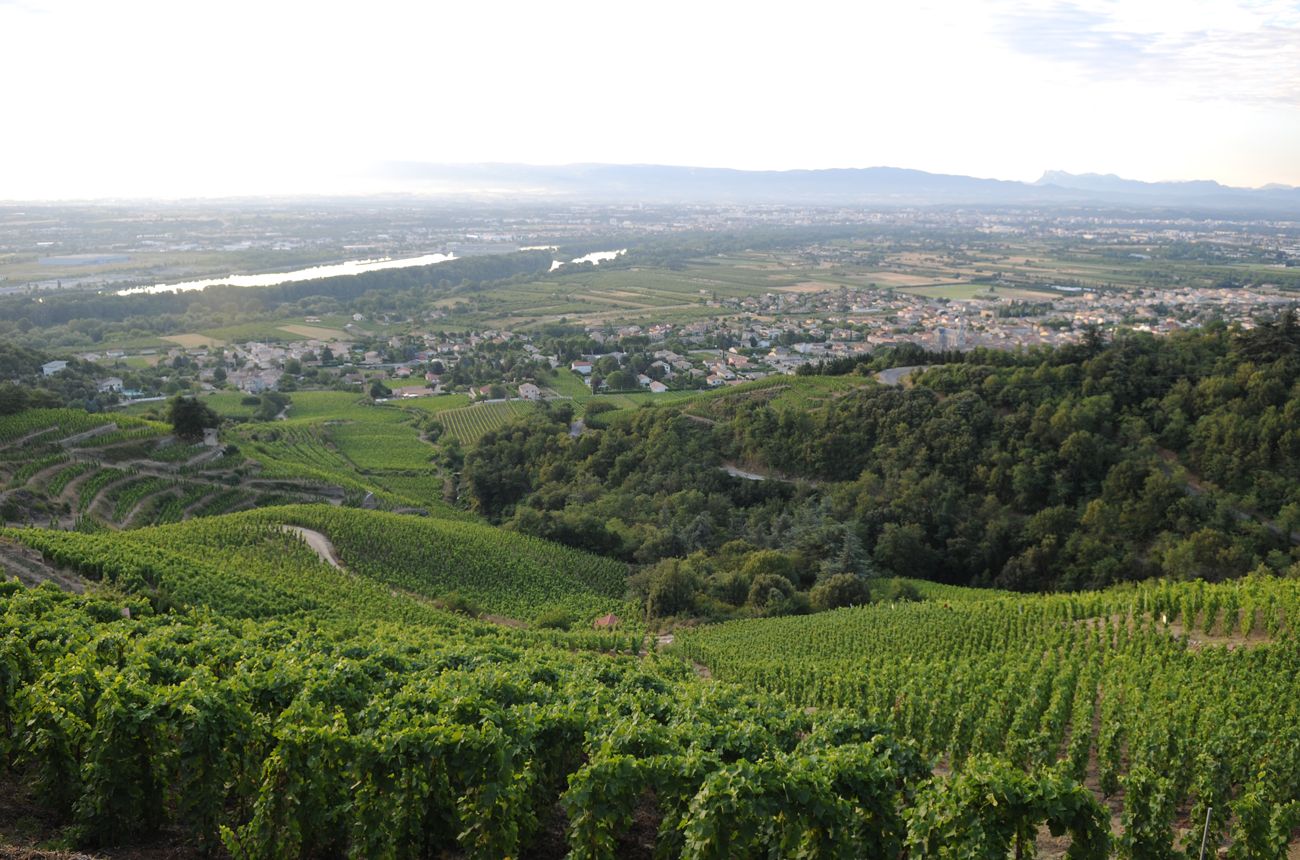 Rhone Innish Exploring the Northern Rhône with Matt Walls | Decanter