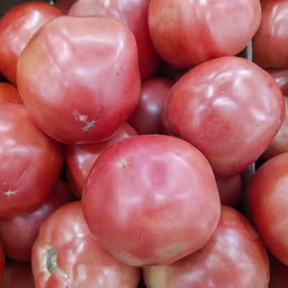 pile of fresh harvested pink tomatoes 