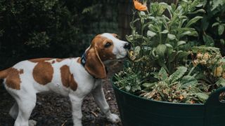 Puppy playing