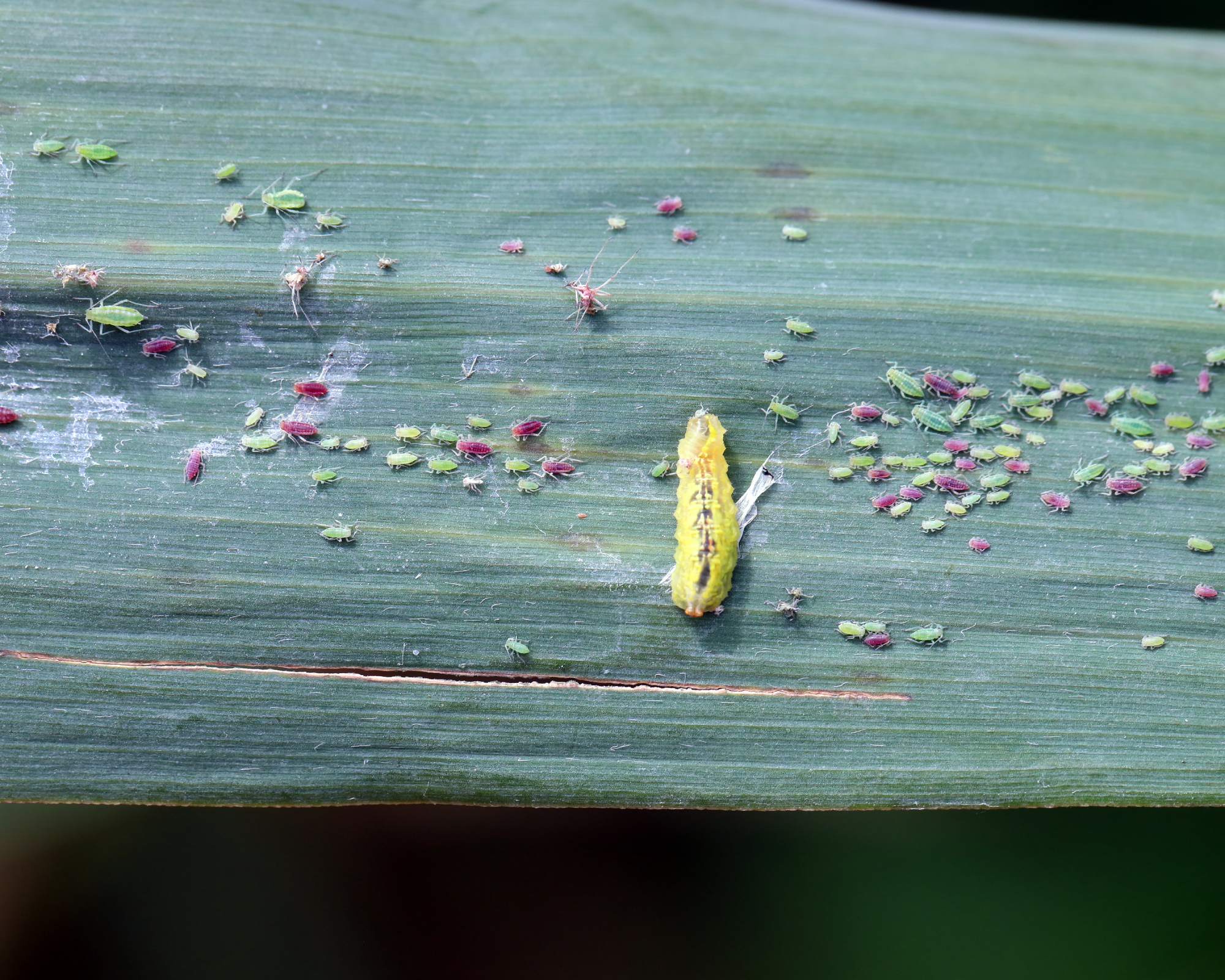 Hoverfly larva eats aphids on leaf