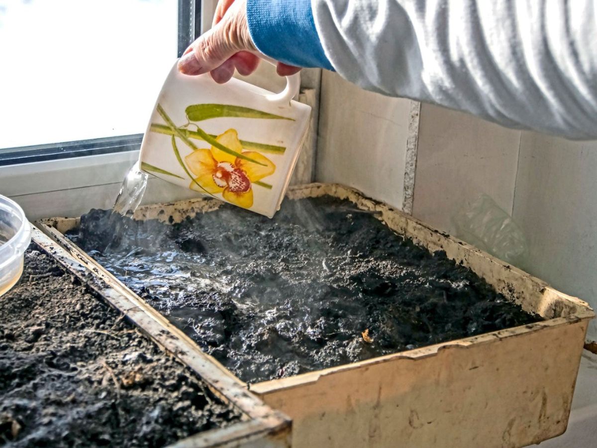 Plants And Boiling Water How To Use Boiling Water In The Garden