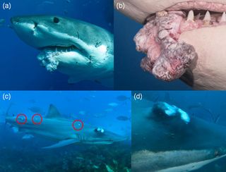 Images (a) and (b) show the tumor on the great white shark, while (c) and (d) show tumors on the bronze whaler shark.