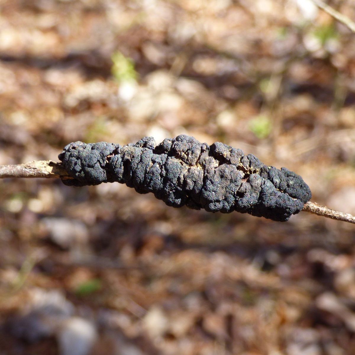 Black Knot On Tree Branch