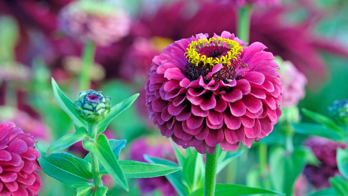 These No-Hassle Flowers are Quietly Replacing Dahlias – They’re Cheap, Bring More Blooms and are Far Easier to Grow