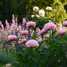 peony plants with roses and larkspur