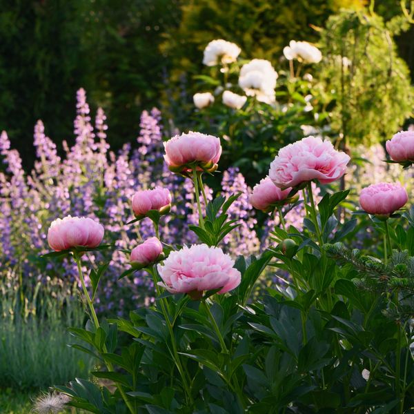 Tips & Information about Peonies | Gardening Know How