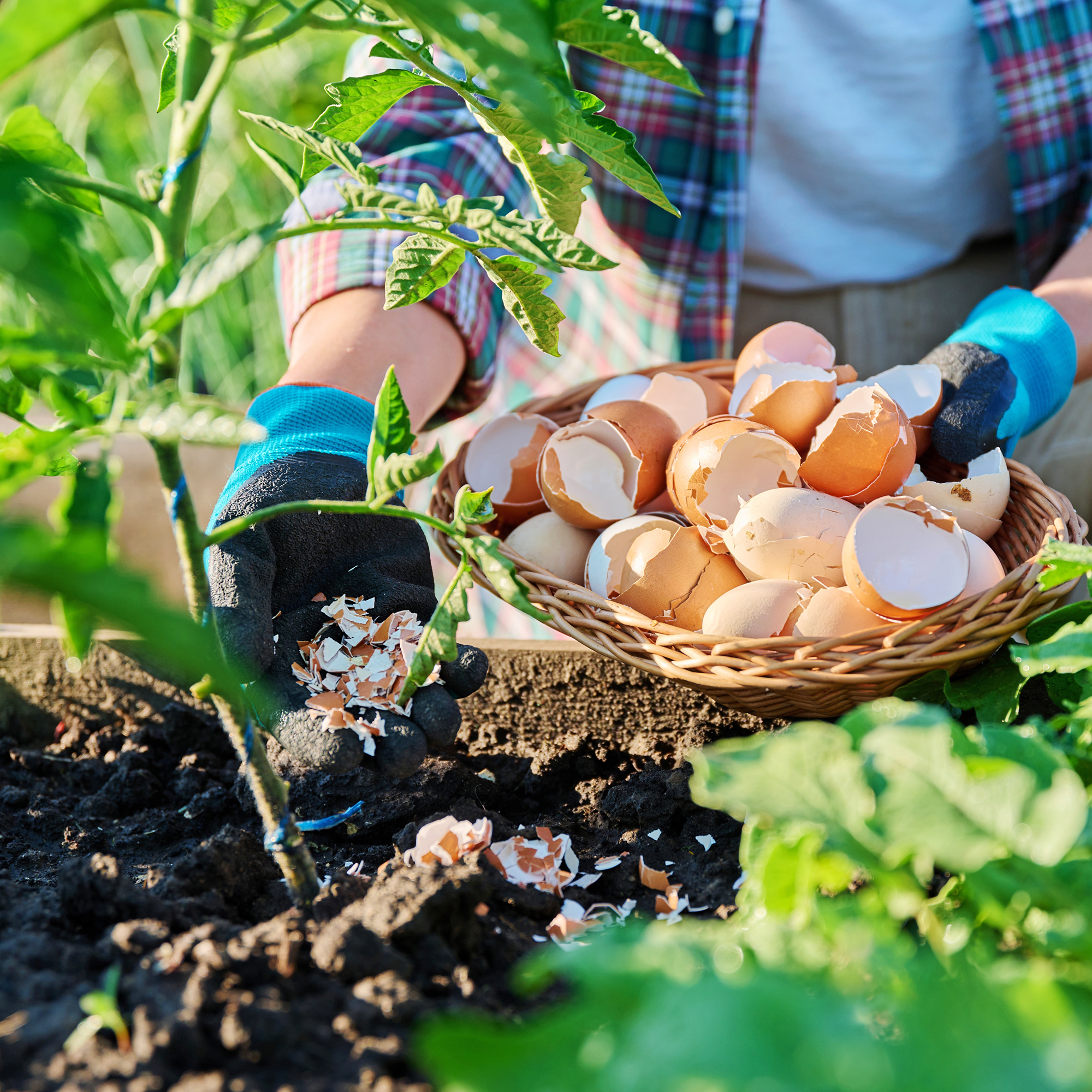Using crushed eggshells on tomato plants