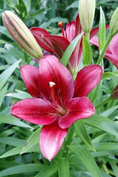 Blooming Bright Lillies