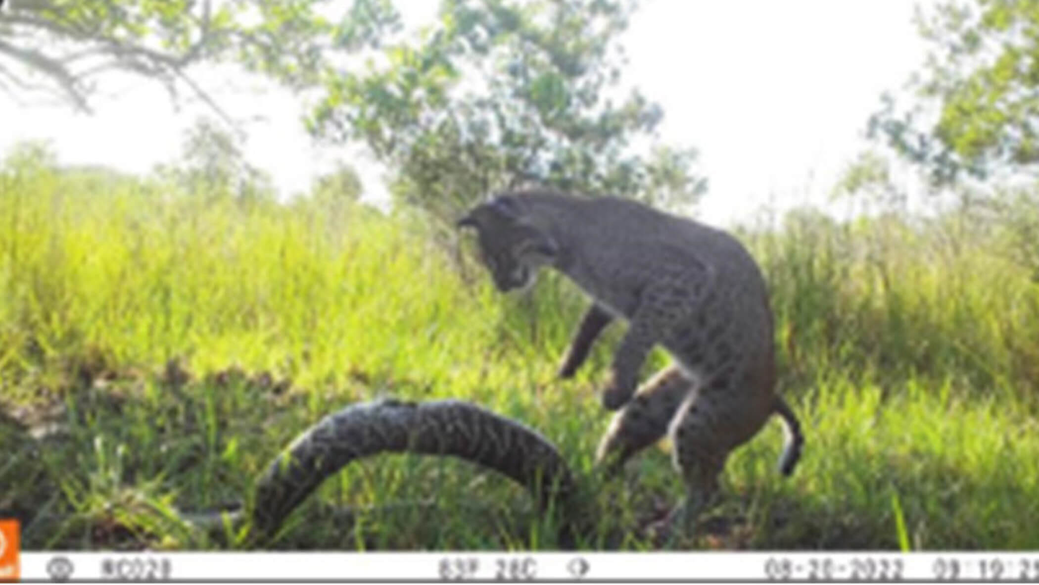 Bobcat attacking rattlesnake.