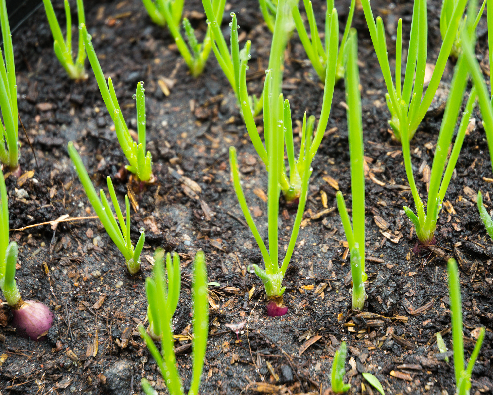 Shallots growing in garden