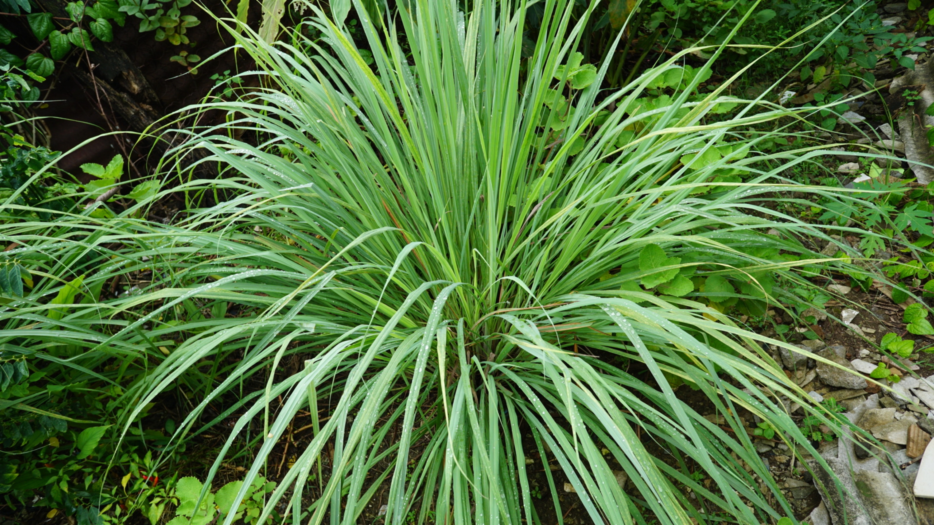 Lemongrass