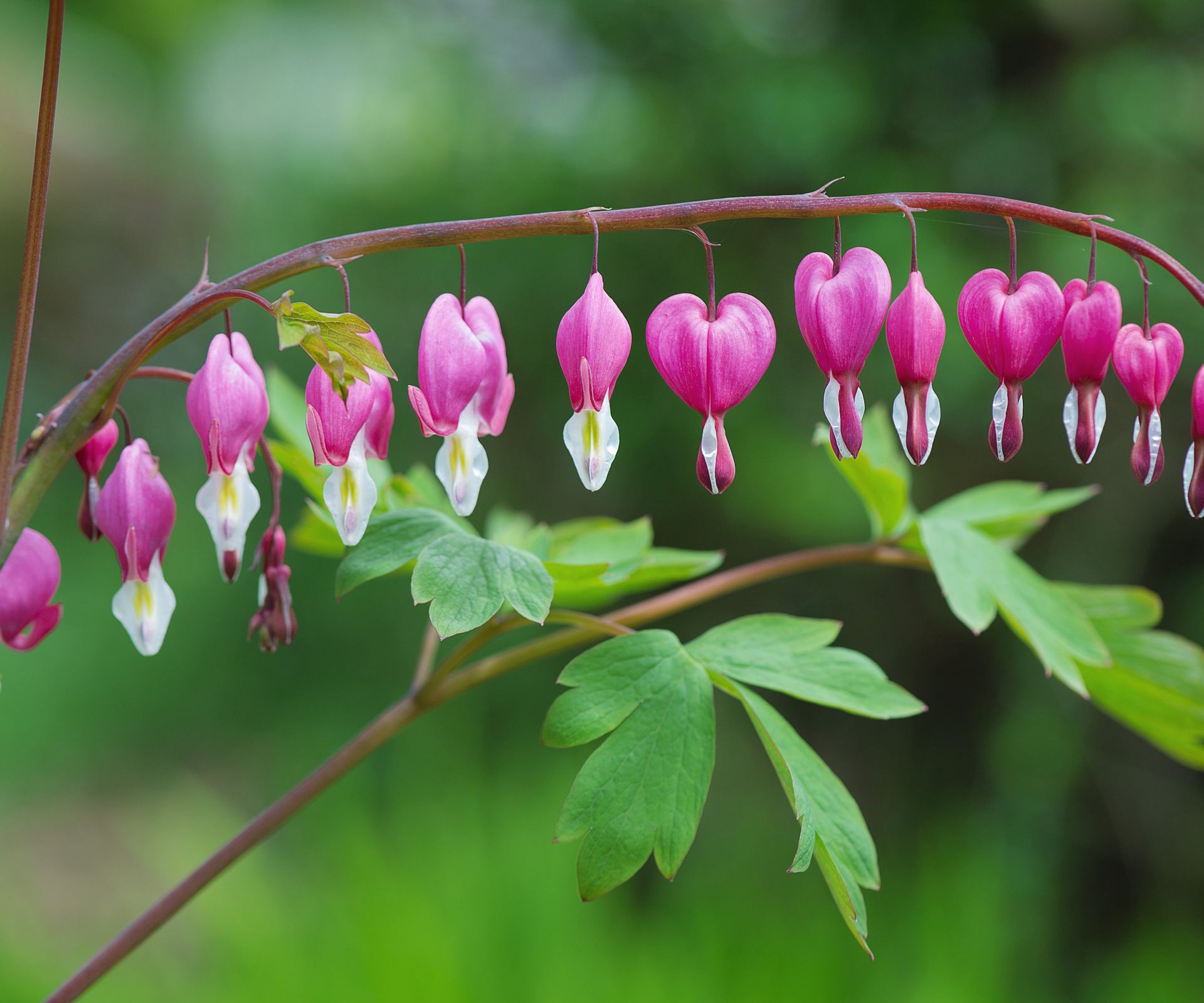 Bare-root perennials to plant in January | Homes and Gardens