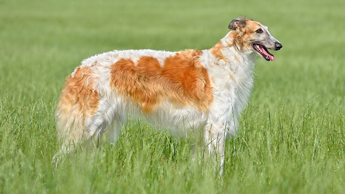 Borzoi: Breed profile and information | PetsRadar