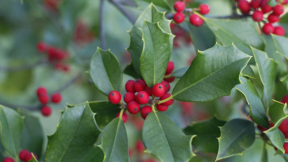 なぜ私のヒイラギの木には実がならないのですか？このお祝いの観葉植物に関する専門家のアドバイス