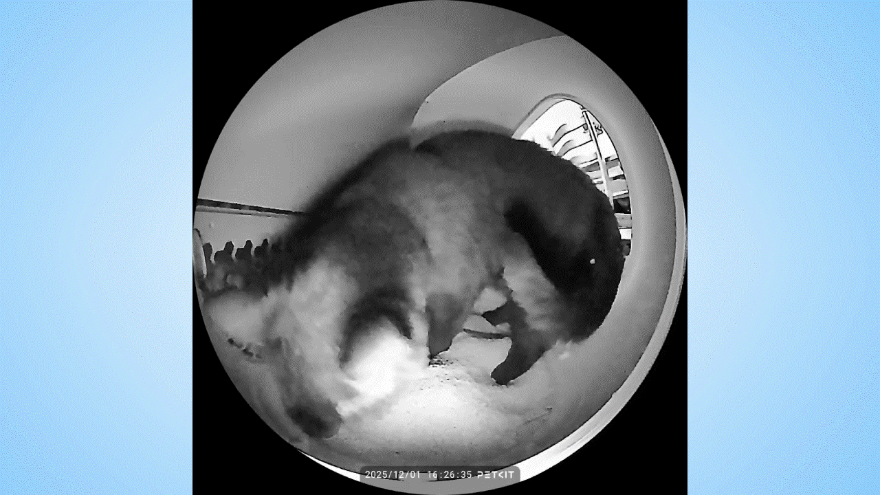 Cat using Petkit Purobot Max Pro 2.