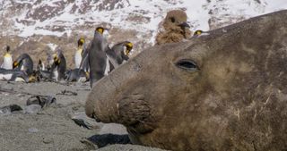 Elephant seal Spy in the Wild
