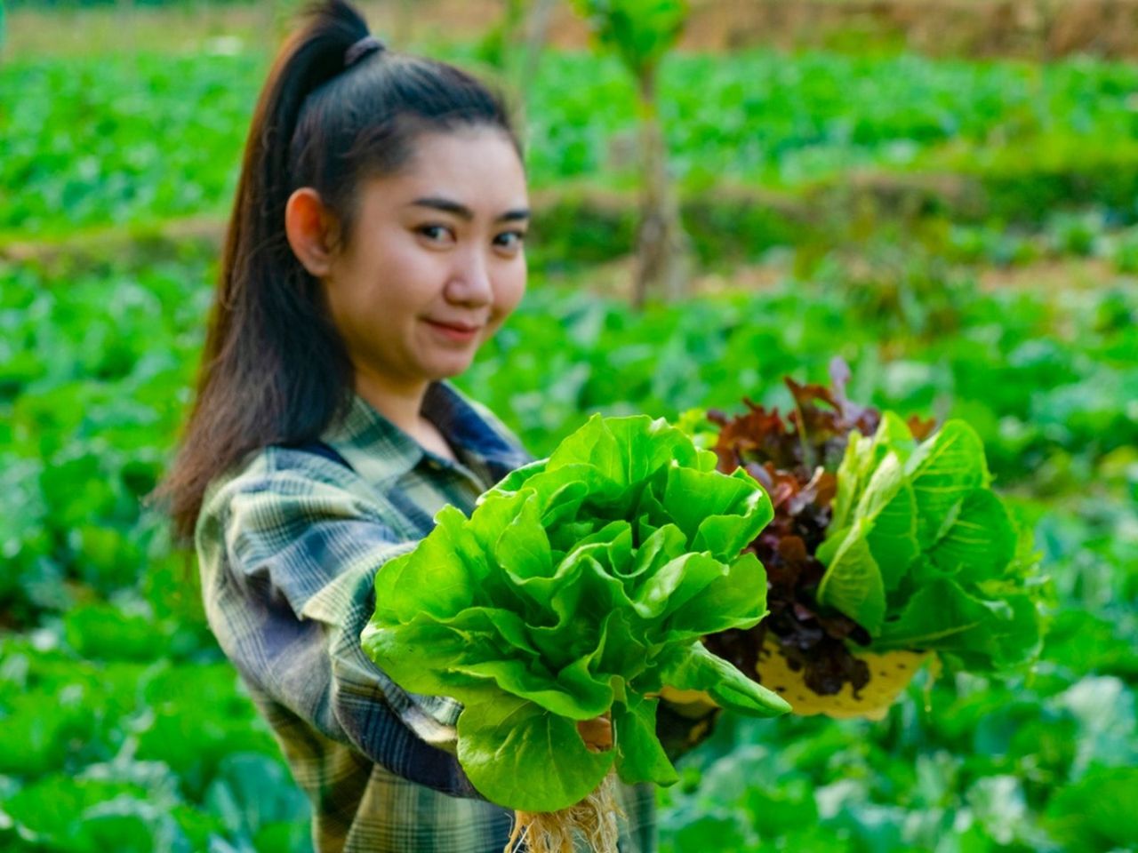 Gardener Harvesting Leafy Greens In The Garden