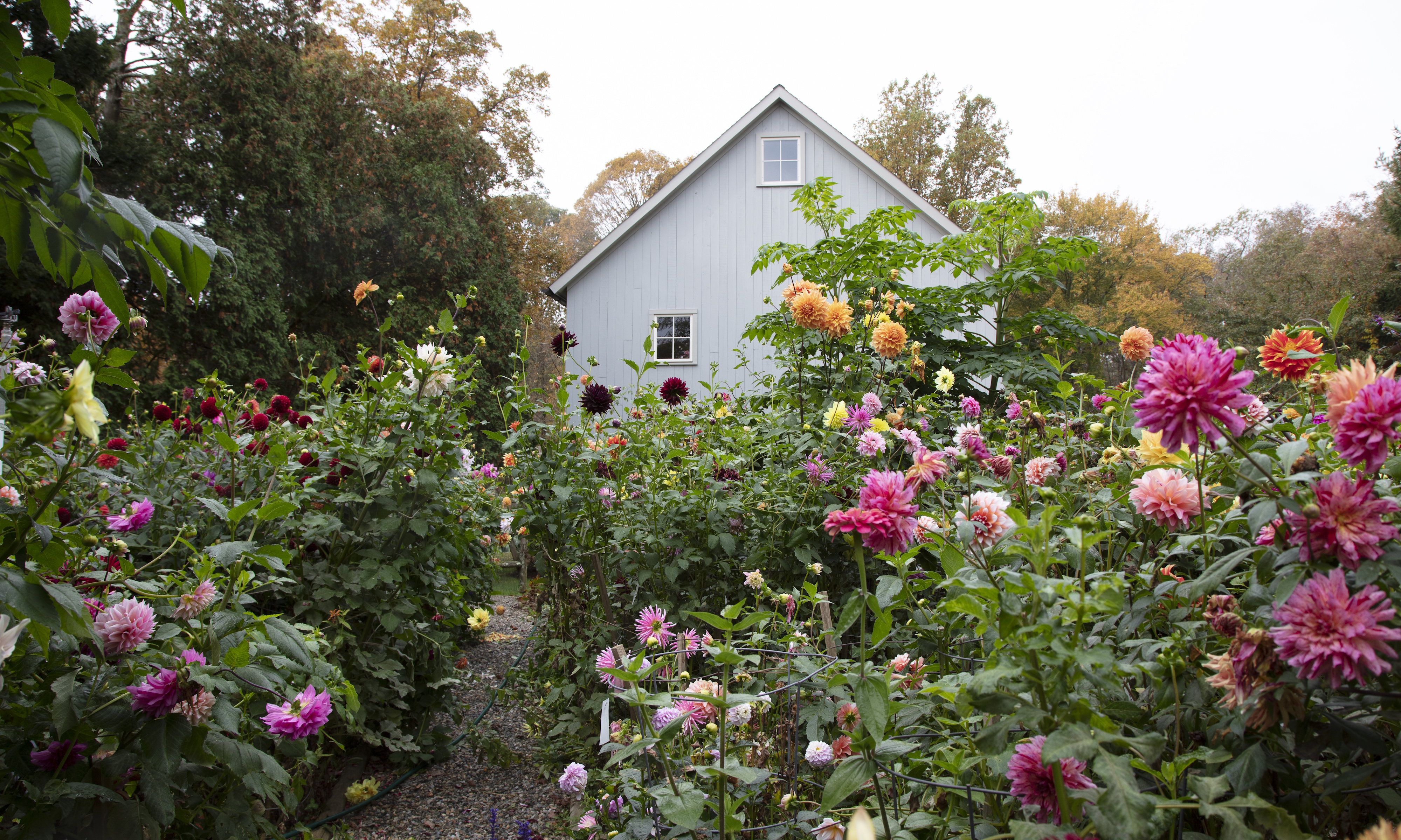 Frances Palmer's garden full of dahlias with the house in the background