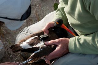 researchers in North Carolina have outfitted five oystercatchers with backpack-like satellite transmitters