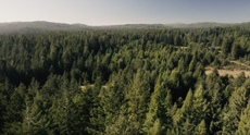 An aerial view of a large forest