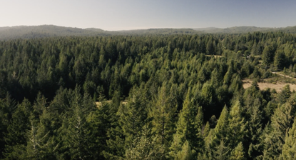 An aerial view of a large forest