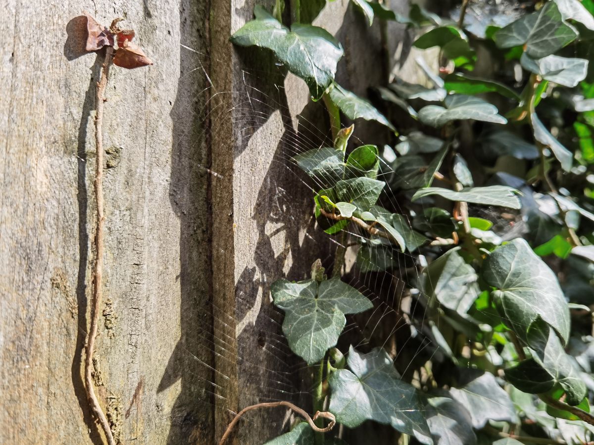 Huawei P40 Pro sample images