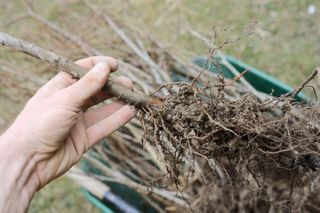 plant a bare root tree