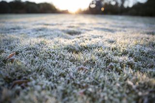 how to protect plants from winter: lawn