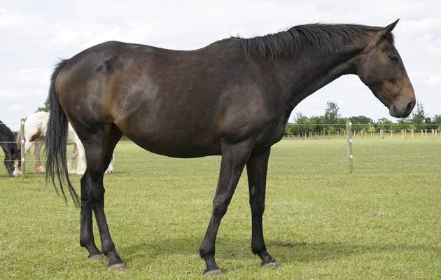 World Horse Welfare Twizzle 2