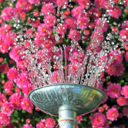 water sprinkling from spout of a metal watering can over pink flowers